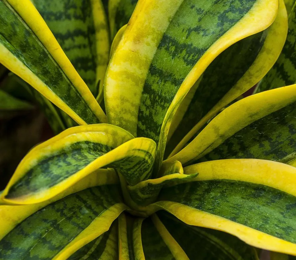 Dehner Sukkulenten|Bogenhanf - Bogenhanf - Sansevieria trifasciata var. laurentii