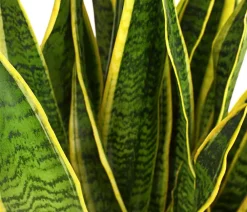 Dehner Sukkulenten|Bogenhanf - Bogenhanf - Sansevieria trifasciata var. laurentii