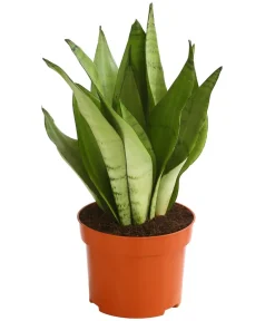 Dehner Sukkulenten|Bogenhanf - Bogenhanf - Sansevieria trifasciata 'Moonshine'
