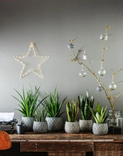Dehner Sukkulenten|Bogenhanf - Bogenhanf - Sansevieria trifasciata 'Moonshine'