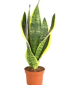 Dehner Bogenhanf - Sansevieria trifasciata New