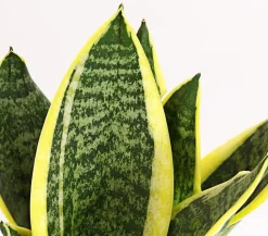 Dehner Bogenhanf > Bogenhanf - Sansevieria, verschiedene Sorten