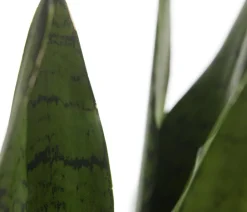 Dehner Bogenhanf - Sansevieria zeylanica Discount