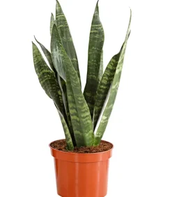 Dehner Sukkulenten|Bogenhanf - Bogenhanf - Sansevieria zeylanica