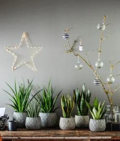 Dehner Sukkulenten|Bogenhanf - Bogenhanf - Sansevieria zeylanica