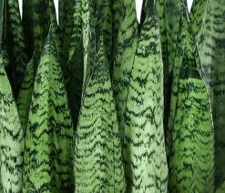 Dehner Bogenhanf|Hydropflanzen - Bogenhanf - Sansevieria zeylanica, Hydrokultur