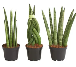 Dehner Bogenhanf-Set - Sansevieria cylindrica, 3-teilig Clearance