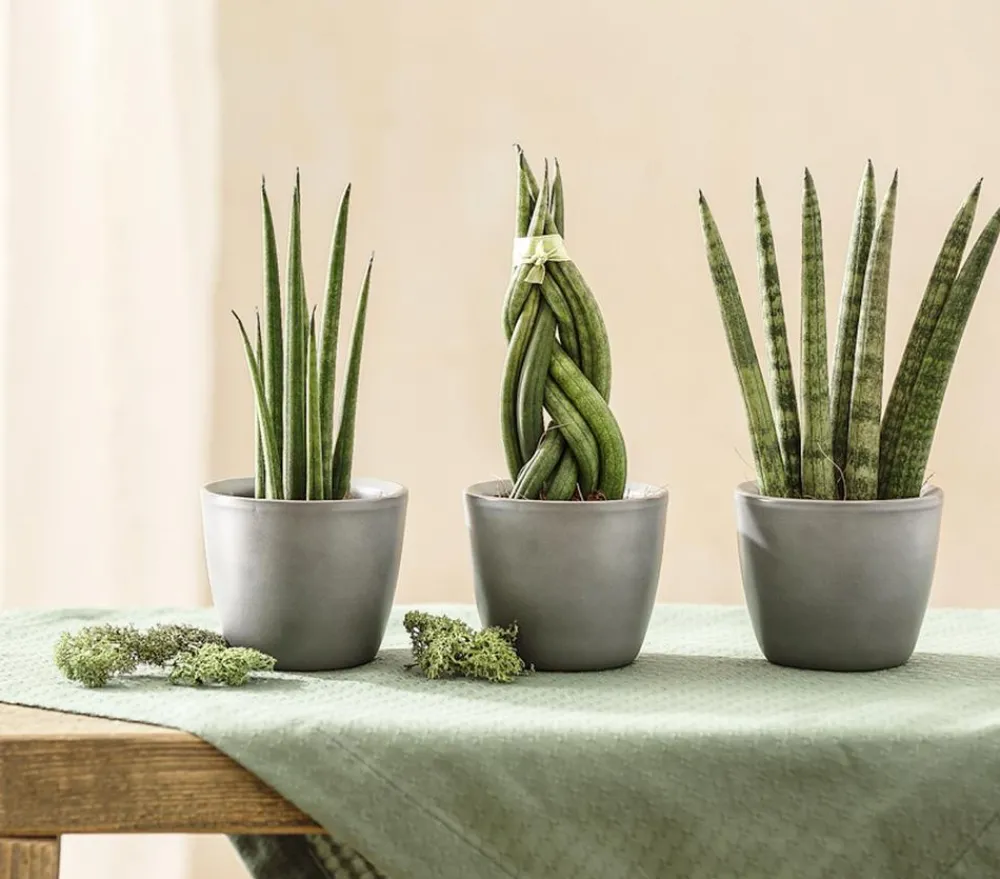 Dehner Bogenhanf-Set - Sansevieria cylindrica, 3-teilig Clearance