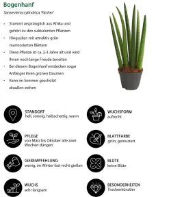 Dehner Sukkulenten|Bogenhanf > Bogenhanf-Set - Sansevieria cylindrica, 3-teilig