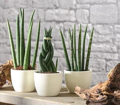 Dehner Sukkulenten|Bogenhanf > Bogenhanf-Set - Sansevieria cylindrica, 3-teilig