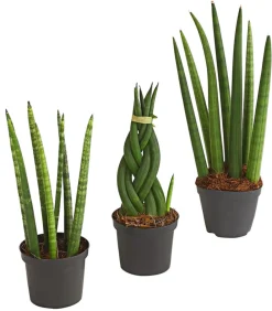 Dehner Sukkulenten|Bogenhanf > Bogenhanf-Set - Sansevieria cylindrica, 3-teilig