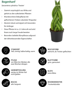 Dehner Sukkulenten|Bogenhanf > Bogenhanf-Set - Sansevieria cylindrica, 3-teilig