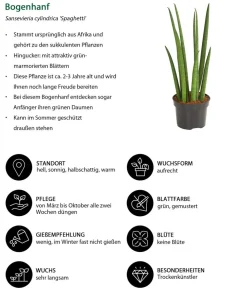 Dehner Sukkulenten|Bogenhanf > Bogenhanf-Set - Sansevieria cylindrica, 3-teilig