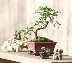 Dehner Bonsai Chinesischer Feigenbaum - Ficus retusa Clearance