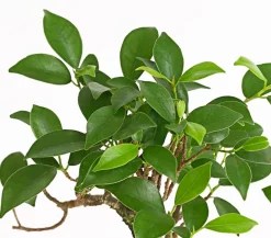 Dehner Bonsai Chinesischer Feigenbaum - Ficus retusa Clearance