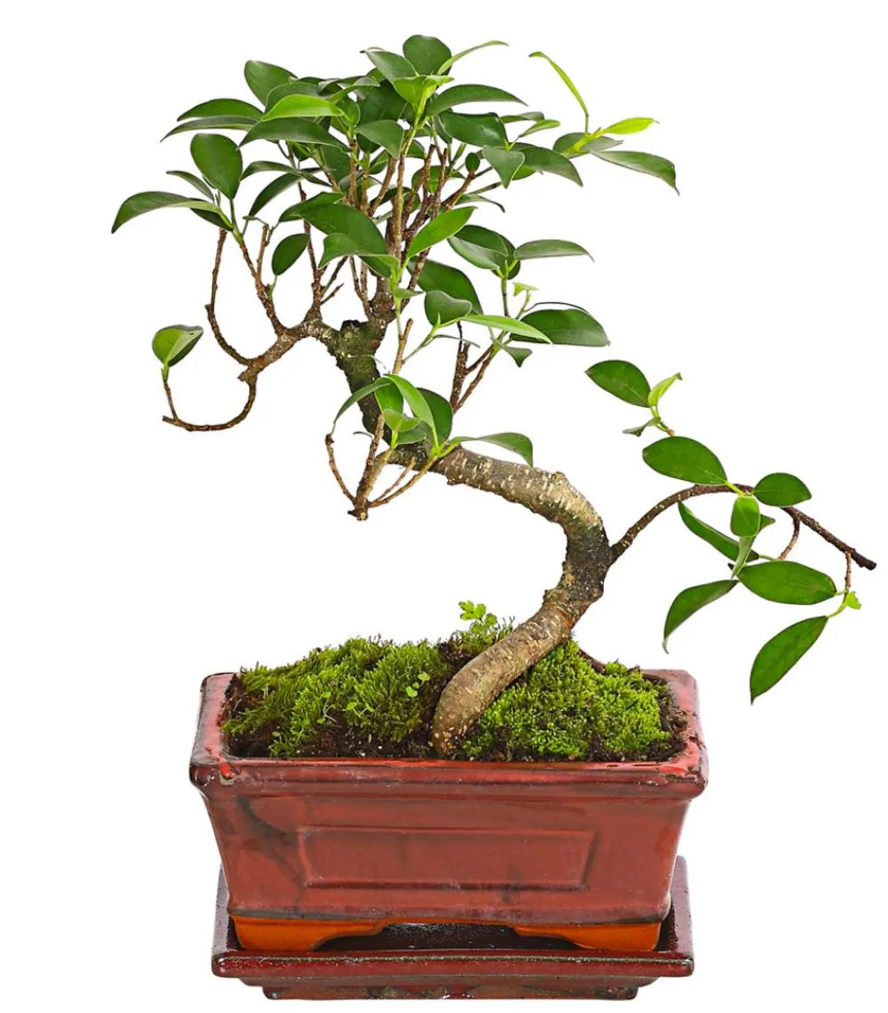 Dehner Bonsai Chinesischer Feigenbaum - Ficus retusa Clearance