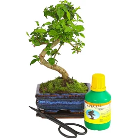 Dehner Bonsai > Bonsai Chinesischer Liguster - Ligustrum sinensis, Anfänger-Set
