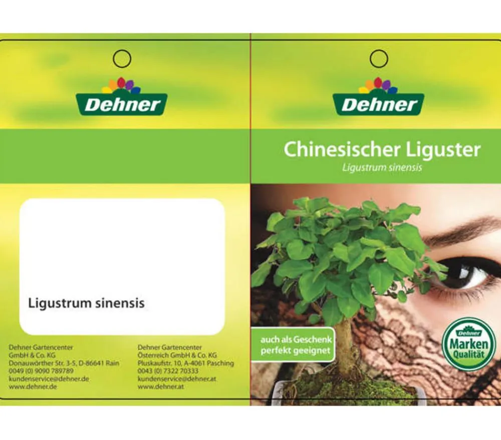 Dehner Bonsai Chinesischer Liguster - Ligustrum sinensis, kugelförmig, 6 Jahre Outlet