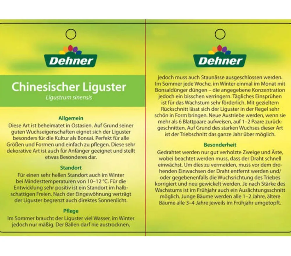 Dehner Bonsai Chinesischer Liguster - Ligustrum sinensis, kugelförmig, 6 Jahre Outlet
