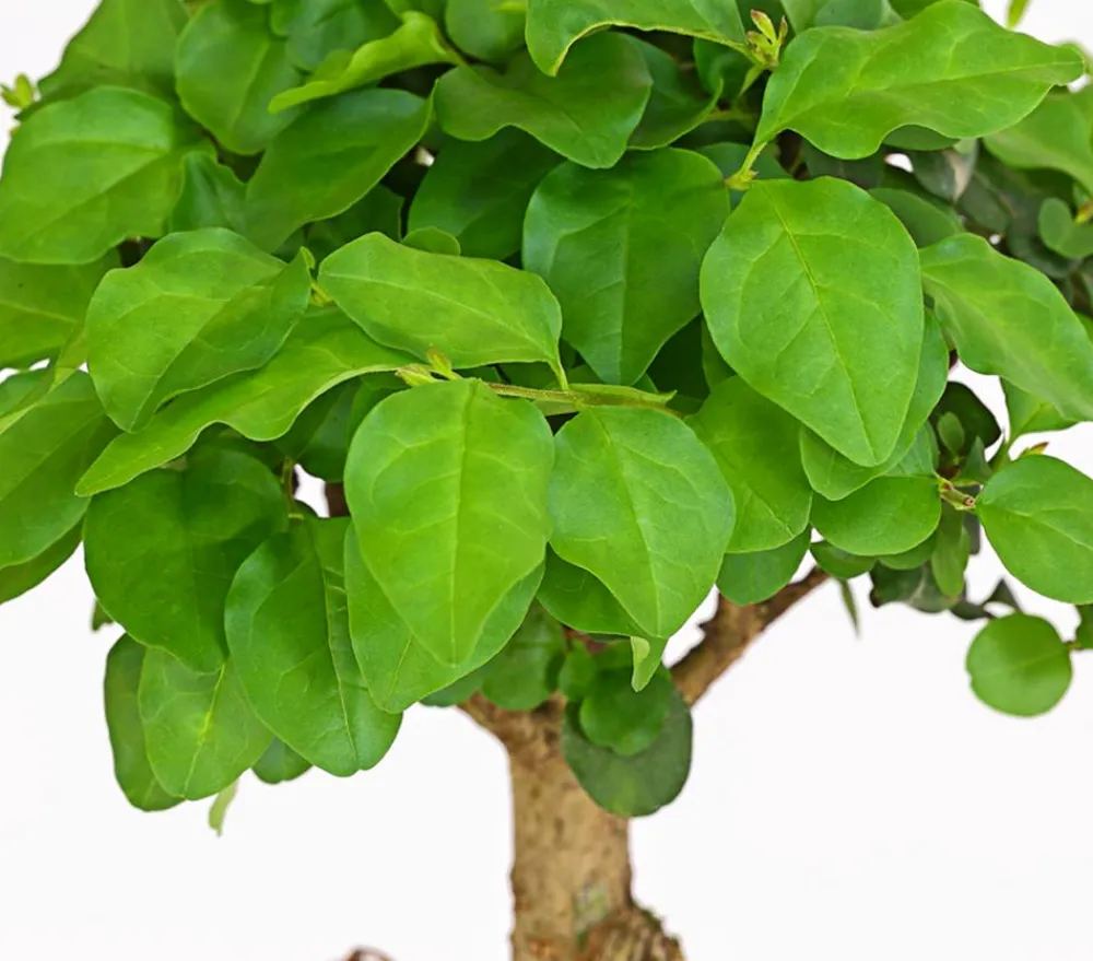 Dehner Bonsai Chinesischer Liguster - Ligustrum sinensis, kugelförmig, 6 Jahre Outlet