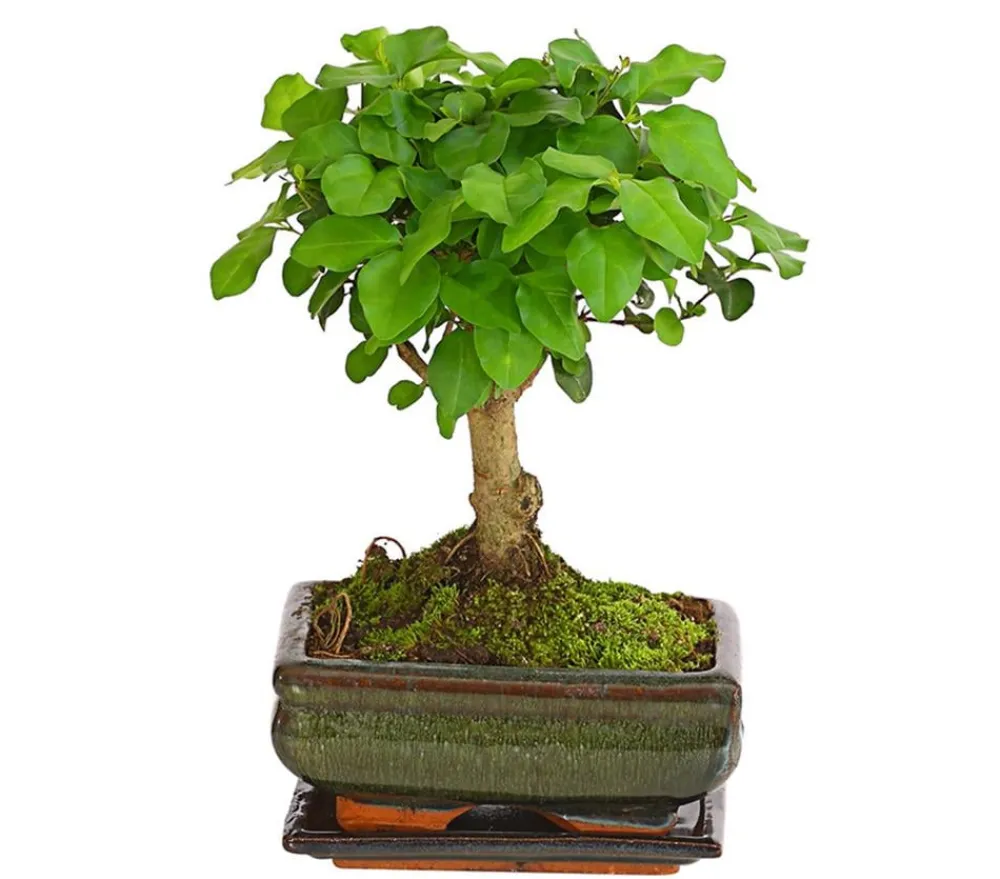 Dehner Bonsai Chinesischer Liguster - Ligustrum sinensis, kugelförmig, 6 Jahre Outlet
