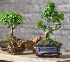 Dehner Bonsai Chinesischer Liguster - Ligustrum sinensis, 6 Jahre New