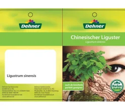 Dehner Bonsai Chinesischer Liguster - Ligustrum sinensis, 6 Jahre New