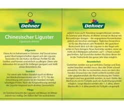 Dehner Bonsai Chinesischer Liguster - Ligustrum sinensis, 6 Jahre New