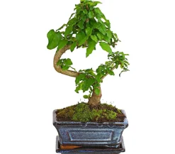 Dehner Bonsai Chinesischer Liguster - Ligustrum sinensis, 6 Jahre New