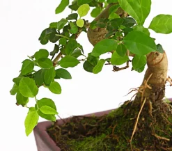 Dehner Bonsai - Bonsai Chinesischer Liguster - Ligustrum sinensis, Anfänger-Set Grün