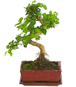 Dehner Bonsai - Bonsai Chinesischer Liguster - Ligustrum sinensis, Anfänger-Set Grün