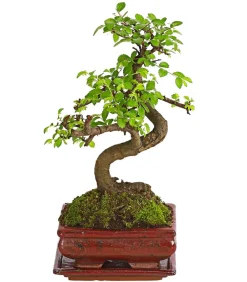 Dehner Bonsai|Grünpflanzen > Bonsai Chinesische Ulme - Ulmus parviflora, Anfänger-Set