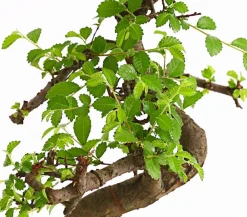 Dehner Bonsai|Grünpflanzen > Bonsai Chinesische Ulme - Ulmus parviflora, Anfänger-Set