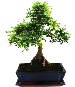 Dehner Bonsai|Grünpflanzen > Bonsai Chinesische Ulme - Ulmus parviflora