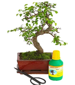 Dehner Bonsai Chinesische Ulme - Ulmus parviflora, Anfänger-Set Grün Discount