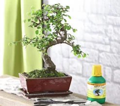 Dehner Bonsai Chinesische Ulme - Ulmus parviflora, Anfänger-Set Grün Discount