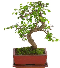 Dehner Bonsai Chinesische Ulme - Ulmus parviflora, Anfänger-Set Grün Discount