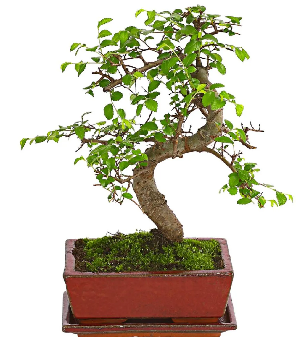Dehner Bonsai Chinesische Ulme - Ulmus parviflora, Anfänger-Set Grün Discount