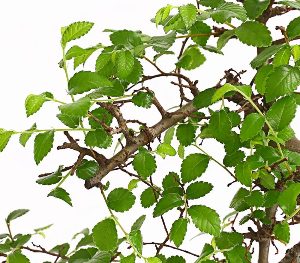 Dehner Bonsai Chinesische Ulme - Ulmus parviflora, Anfänger-Set Grün Discount