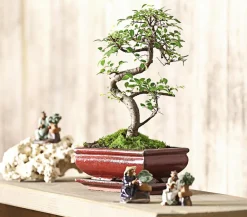 Dehner Bonsai Chinesische Ulme - Ulmus parviflora Grün Clearance