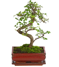 Dehner Bonsai Chinesische Ulme - Ulmus parviflora Grün Clearance