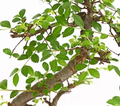 Dehner Bonsai Chinesische Ulme - Ulmus parviflora Grün Clearance