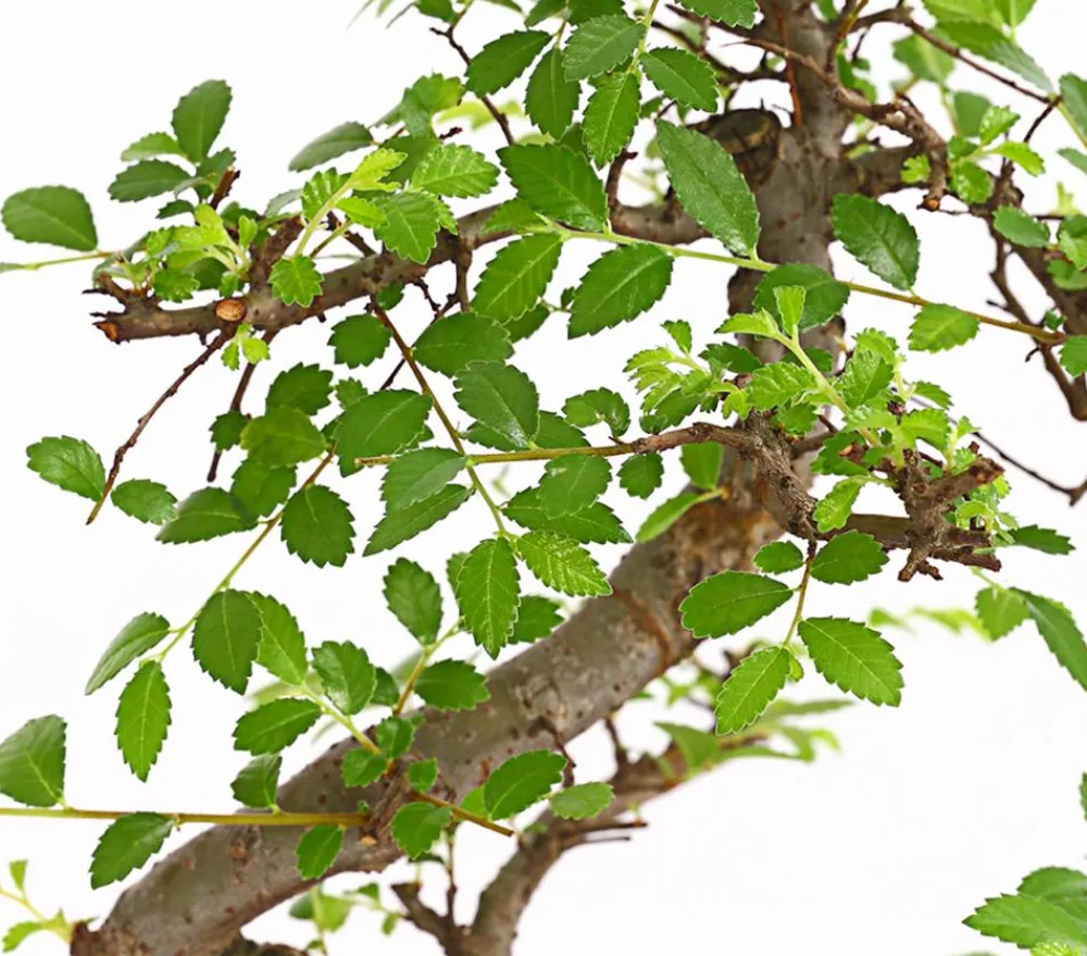 Dehner Bonsai Chinesische Ulme - Ulmus parviflora Grün Clearance