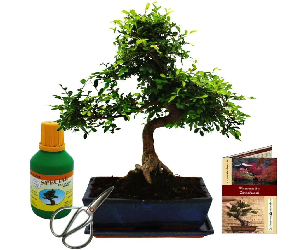 Dehner Bonsai|Grünpflanzen - Bonsai Chinesische Ulme - Ulmus parviflora, Anfänger-Set Dunkelgrün
