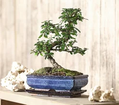 Dehner Bonsai Fukientee - Carmona microphylla, 10 Jahre Discount
