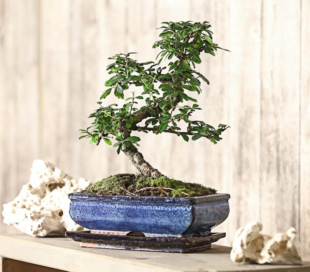Dehner Bonsai Fukientee - Carmona microphylla, 10 Jahre Discount