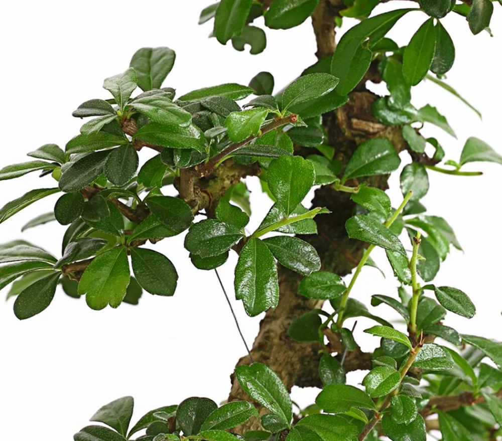 Dehner Bonsai Fukientee - Carmona microphylla, 10 Jahre Discount