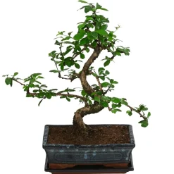 Dehner Bonsai > Bonsai Fukientee - Carmona microphylla, Anfänger-Set