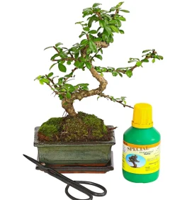 Dehner Bonsai Fukientee - Carmona microphylla, Anfänger-Set Grün Best