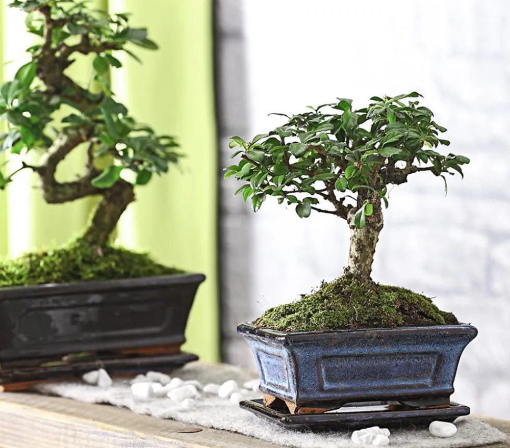 Dehner Bonsai - Bonsai Fukientee - Carmona microphylla, kugelförmig, 6 Jahre